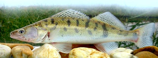 Zander